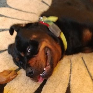 Meet your Posher, Ann